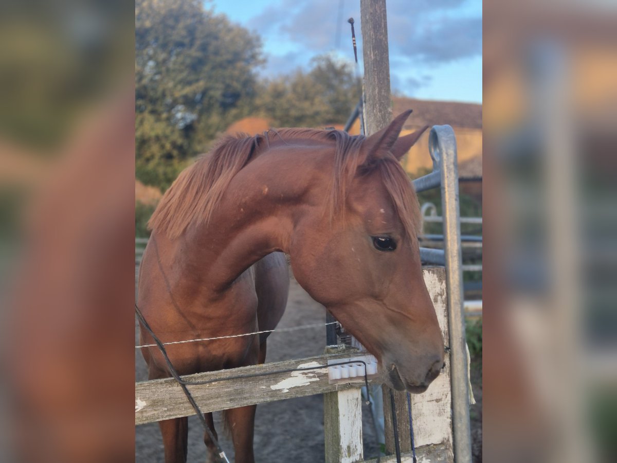 Deutsches Sportpferd Stute 2 Jahre 160 cm Fuchs in Tangeln