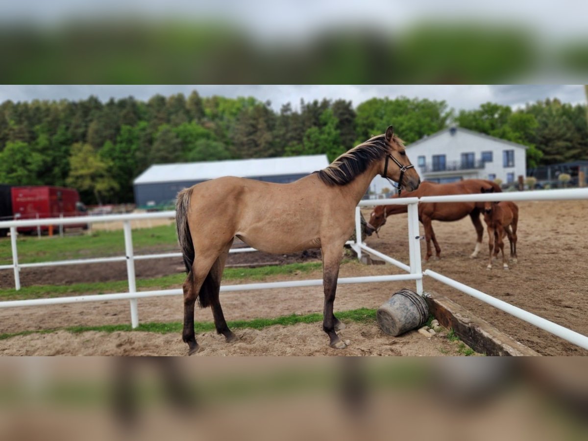 Deutsches Sportpferd Stute 2 Jahre 162 cm Falbe in L&#x119;bork