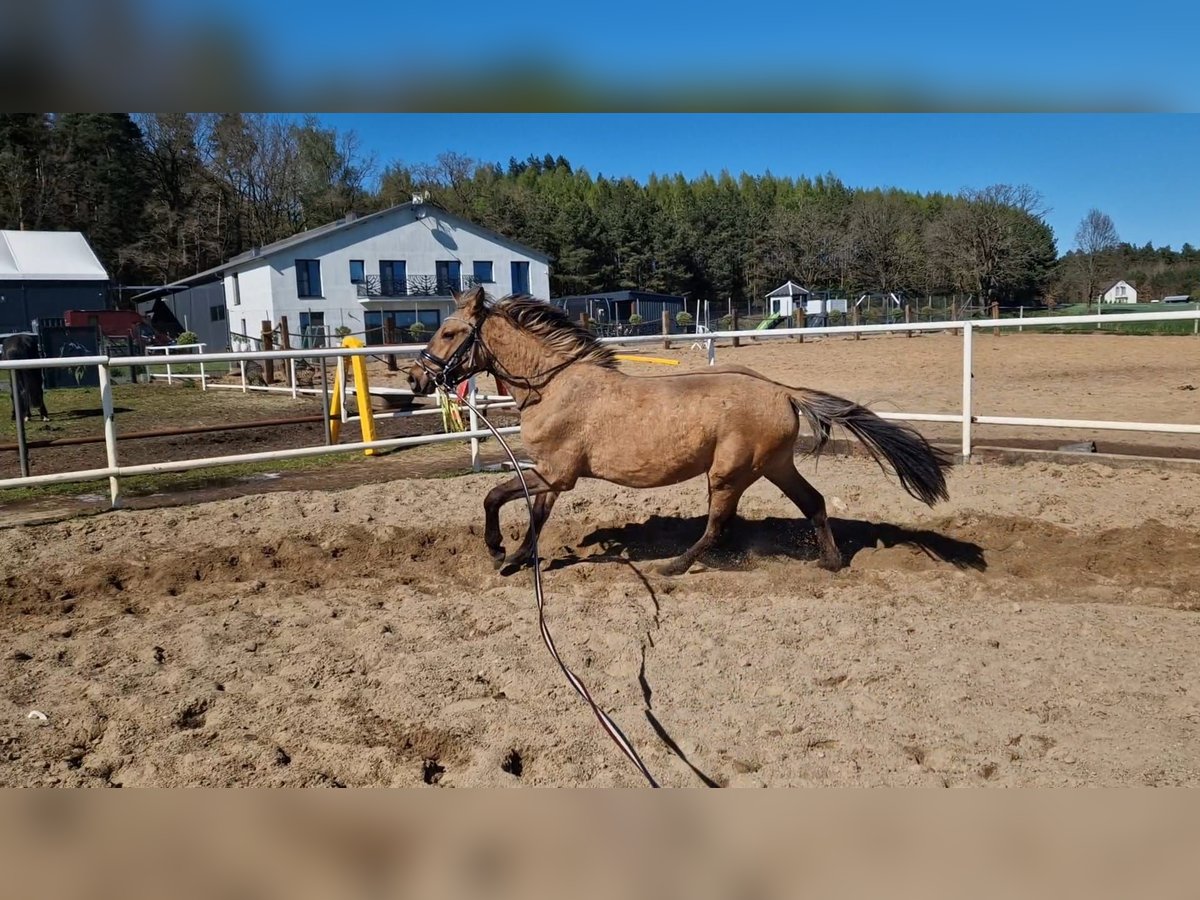 Deutsches Sportpferd Stute 2 Jahre 162 cm Falbe in L&#x119;bork