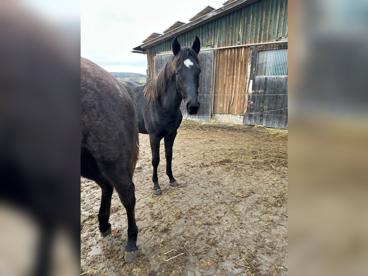 Deutsches Sportpferd Stute 2 Jahre 164 cm Rappe in Lehrberg