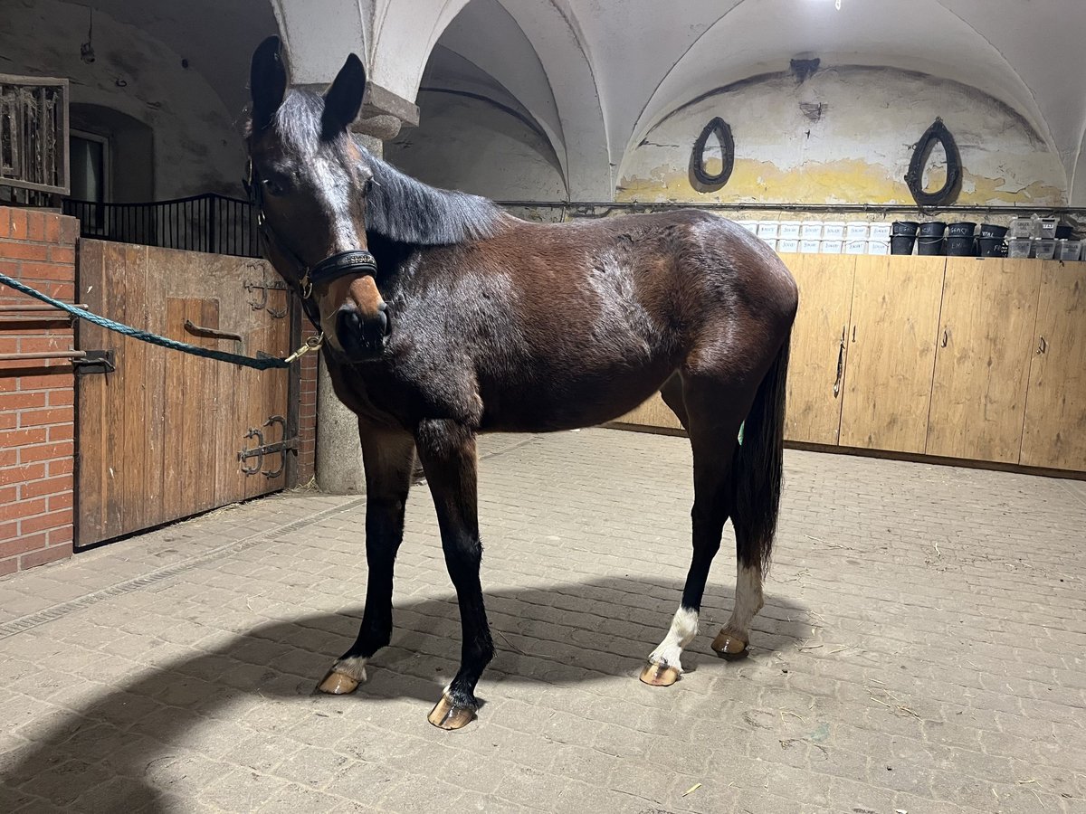 Deutsches Sportpferd Stute 2 Jahre 165 cm Dunkelbrauner in Strzegom