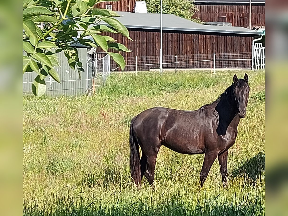 Deutsches Sportpferd Stute 2 Jahre 165 cm Rappe in Hartmannsdorf