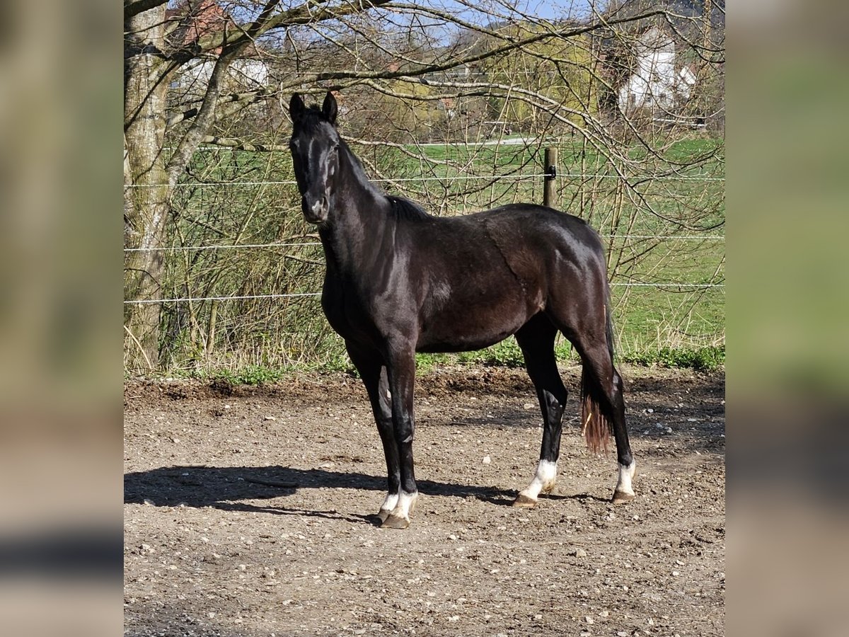 Deutsches Sportpferd Stute 2 Jahre 165 cm Rappe in Ettenbeuren
