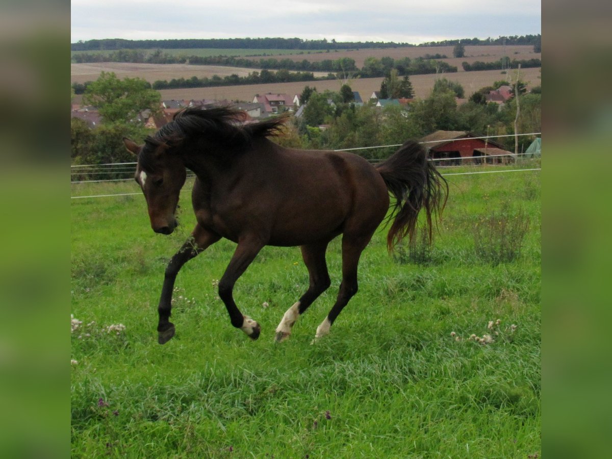 Deutsches Sportpferd Stute 2 Jahre 168 cm Brauner in Querfurt
