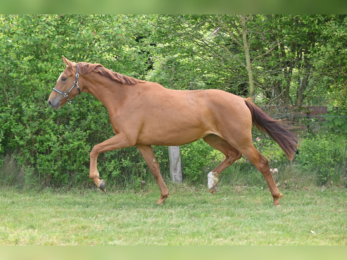 Deutsches Sportpferd Stute 2 Jahre 168 cm Fuchs in Sch&#xF6;nwalde-Glien