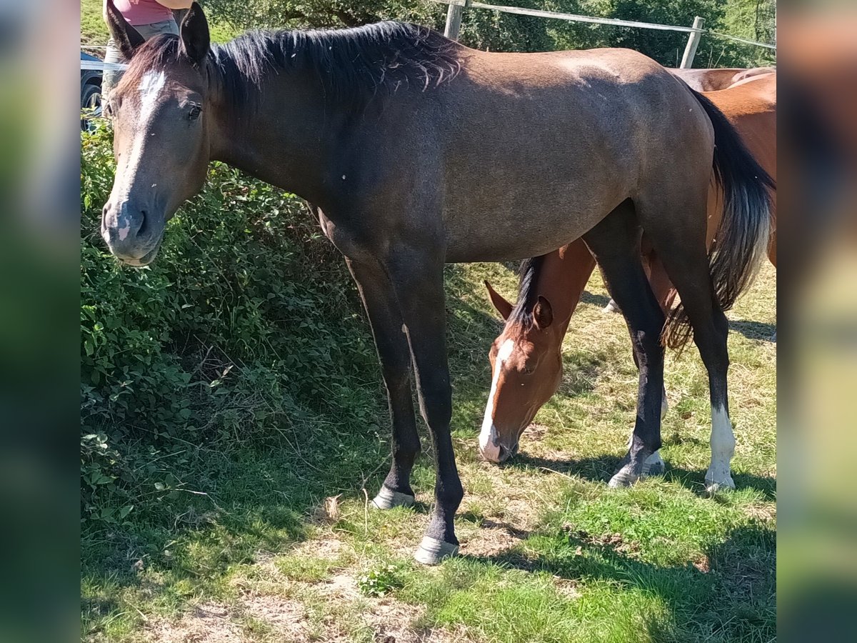 Deutsches Sportpferd Stute 2 Jahre Kann Schimmel werden in Michelstadt Deutsches Sportpferd Stute 2 Jahre Kann Schimmel werden in Michelstadt