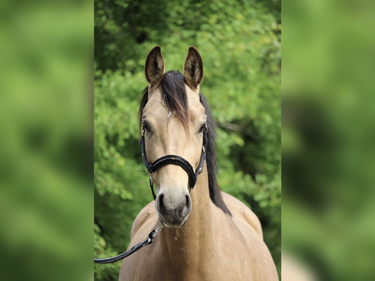 Deutsches Sportpferd Stute 3 Jahre 153 cm Buckskin in Schneverdingen