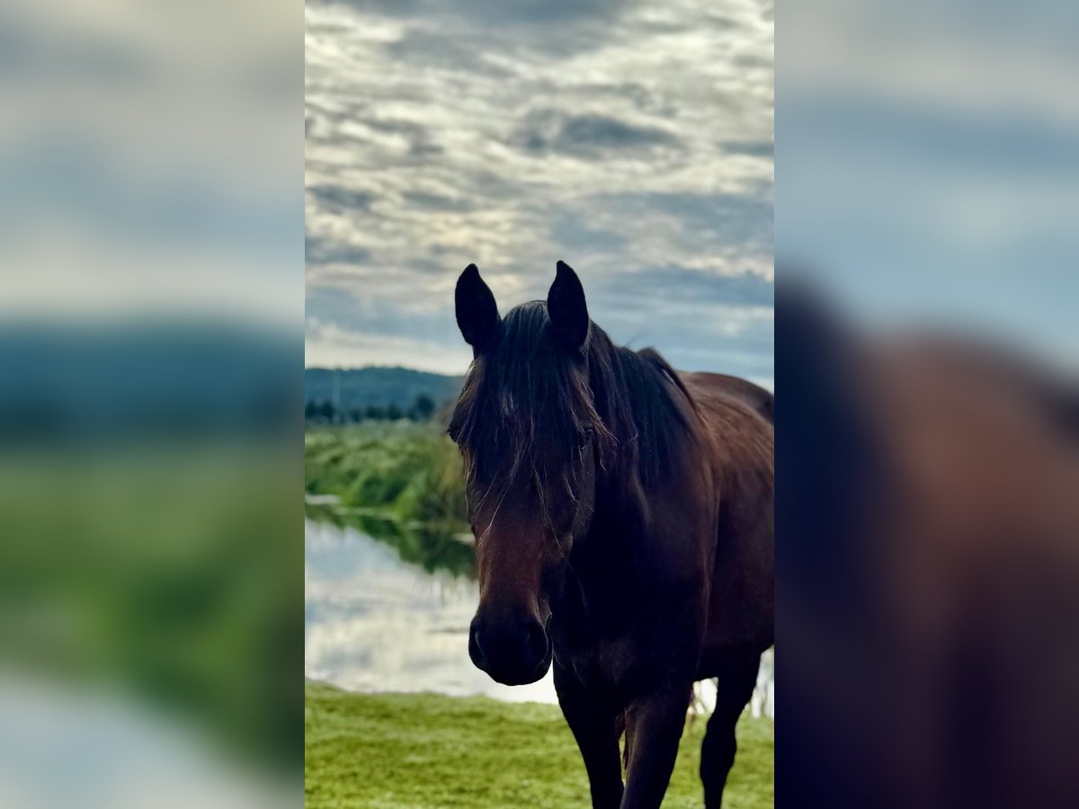 Deutsches Sportpferd Stute 3 Jahre 158 cm Brauner in Kle&#xDF;en-G&#xF6;rneKietz