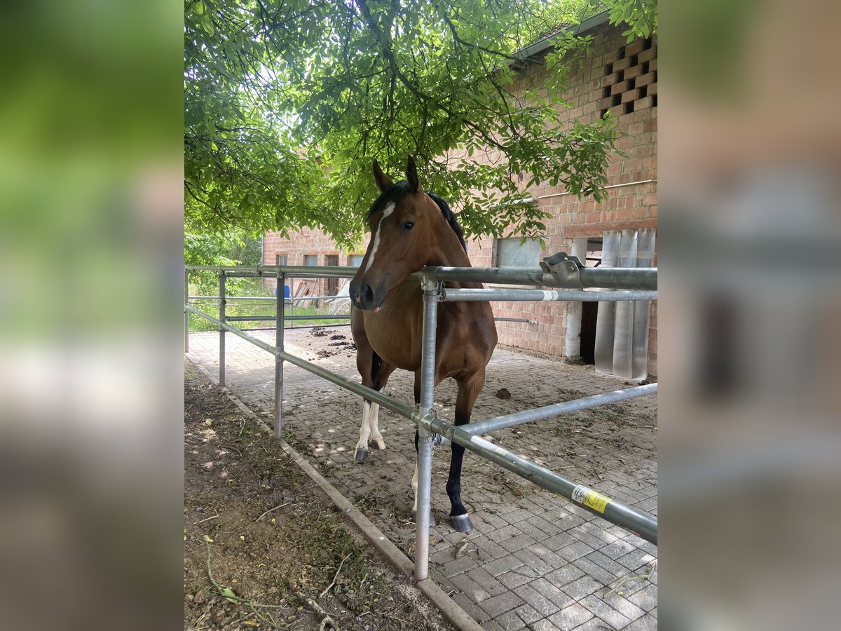 Deutsches Sportpferd Stute 3 Jahre 158 cm Brauner in Hofbieber