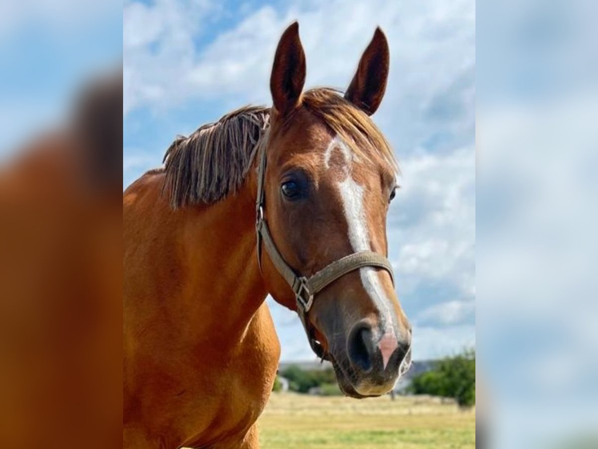 Deutsches Sportpferd Stute 3 Jahre 160 cm Fuchs in Neuenhofe