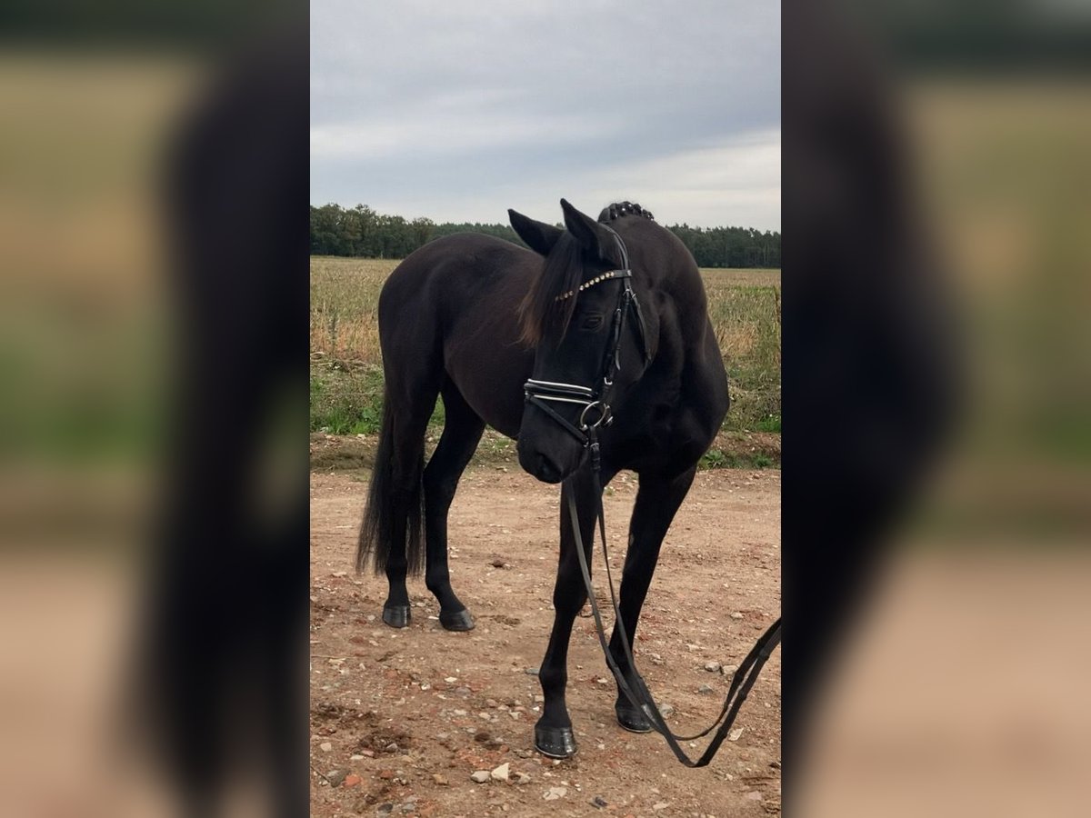 Deutsches Sportpferd Stute 3 Jahre 160 cm Rappe in Rochau