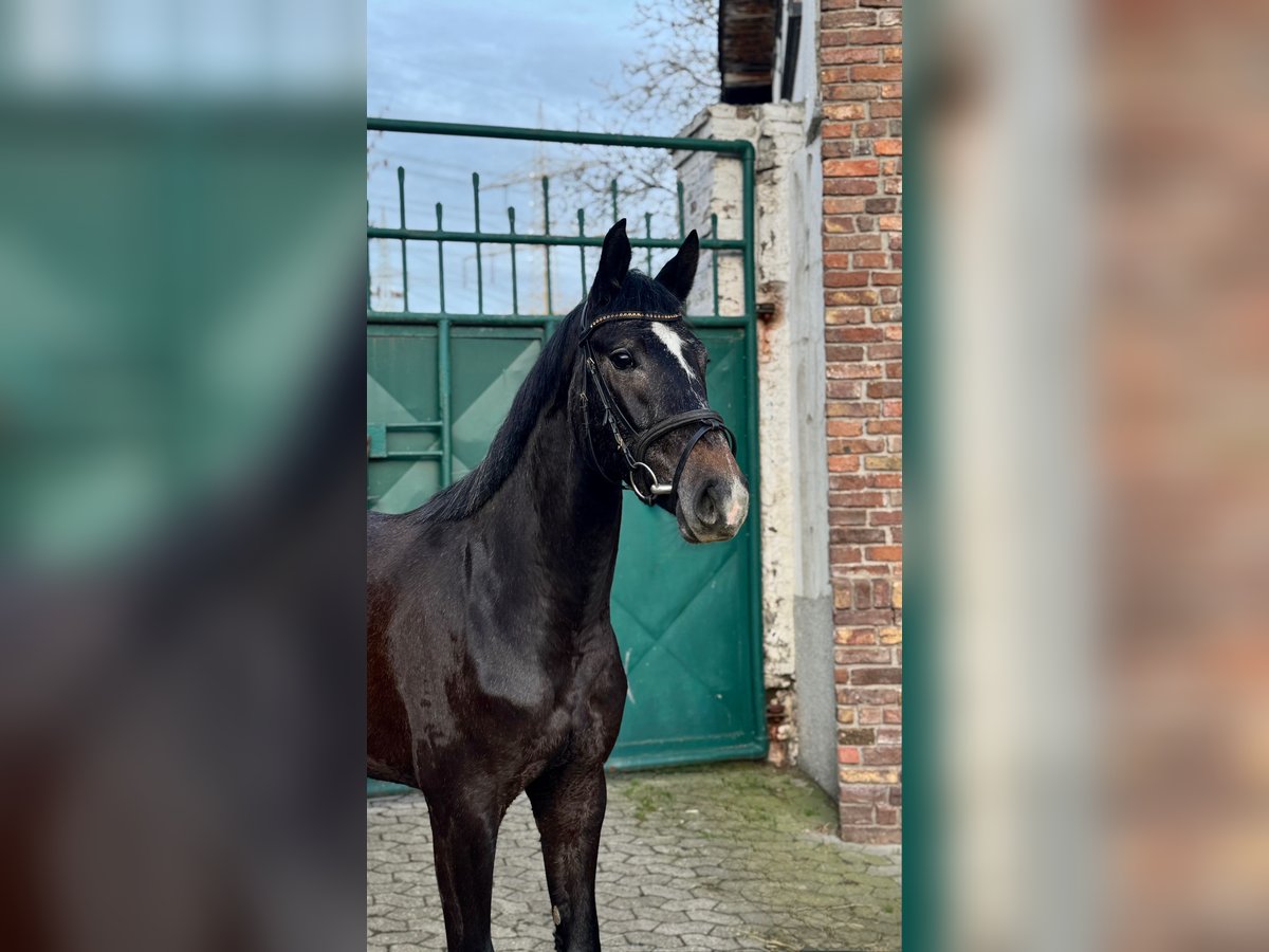Deutsches Sportpferd Stute 3 Jahre 160 cm Rappschimmel in Dormagen