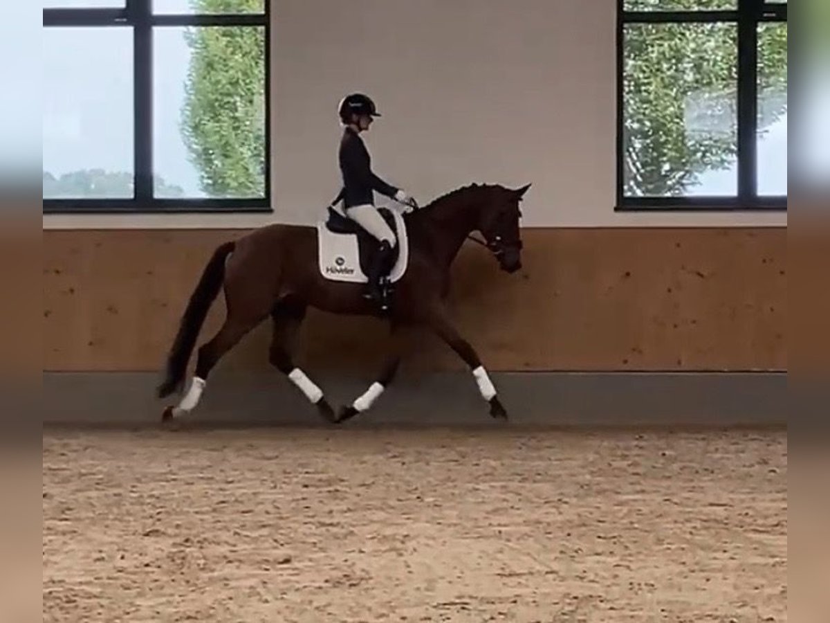 Deutsches Sportpferd, Stute in Ruderting