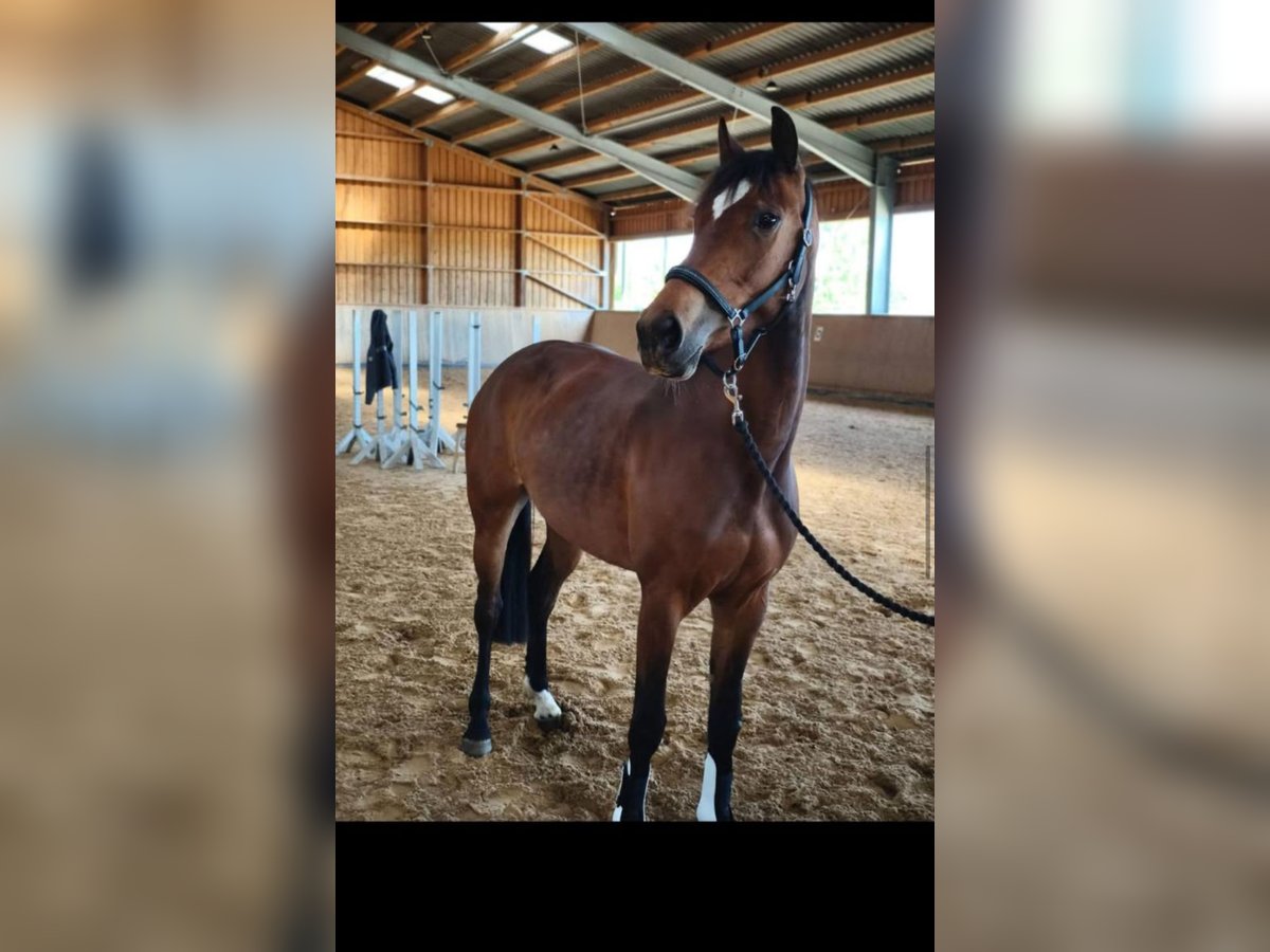 Deutsches Sportpferd Stute 3 Jahre 162 cm Brauner in Wilhermsdorf