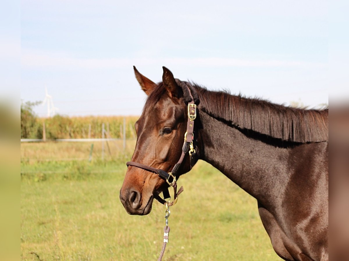 Deutsches Sportpferd Stute 3 Jahre 162 cm Dunkelbrauner in Hohenberg-Krusemark