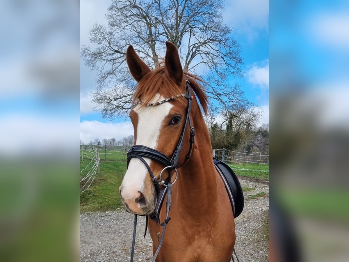 Deutsches Sportpferd Stute 3 Jahre 162 cm Fuchs in Kaufbeuren