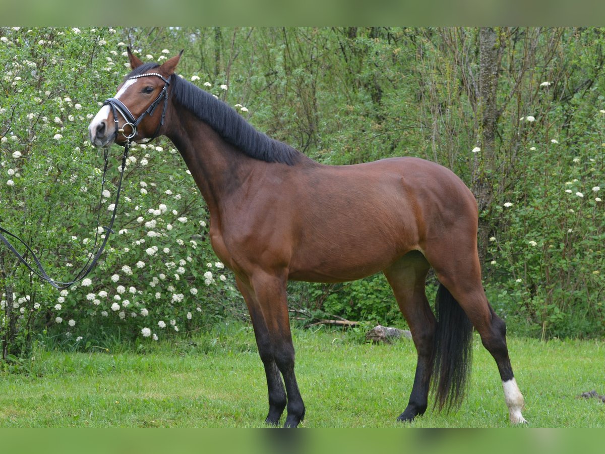 Deutsches Sportpferd Stute 3 Jahre 163 cm Brauner in Aitrang