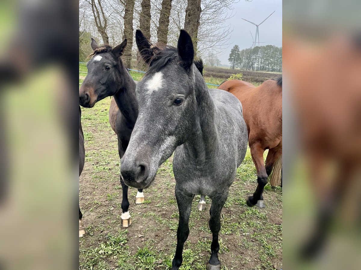 Deutsches Sportpferd Stute 3 Jahre 163 cm Schimmel in Neustadt-Dosse