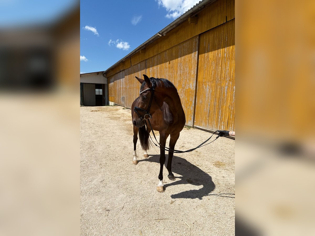 Deutsches Sportpferd Stute 3 Jahre 163 cm Schwarzbrauner in Neresheim