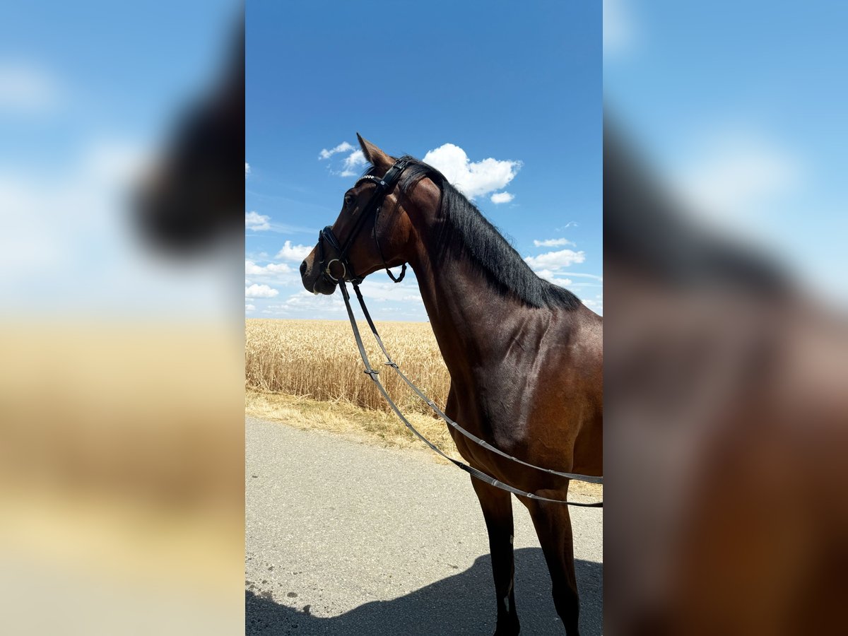 Deutsches Sportpferd Stute 3 Jahre 163 cm Schwarzbrauner in Neresheim