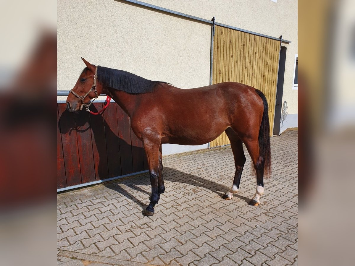 Deutsches Sportpferd Stute 3 Jahre 164 cm Brauner in Ehingen am Ries