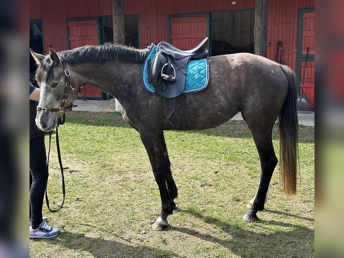 Deutsches Sportpferd Stute 3 Jahre 164 cm Braunfalbschimmel in Ueckermünde