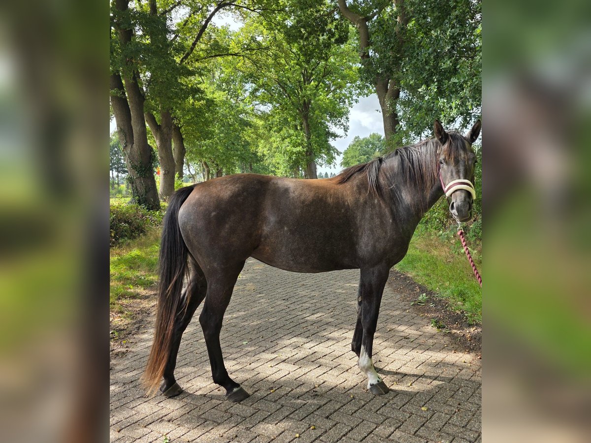 Deutsches Sportpferd Stute 3 Jahre 165 cm Apfelschimmel in EdewechtEdewecht