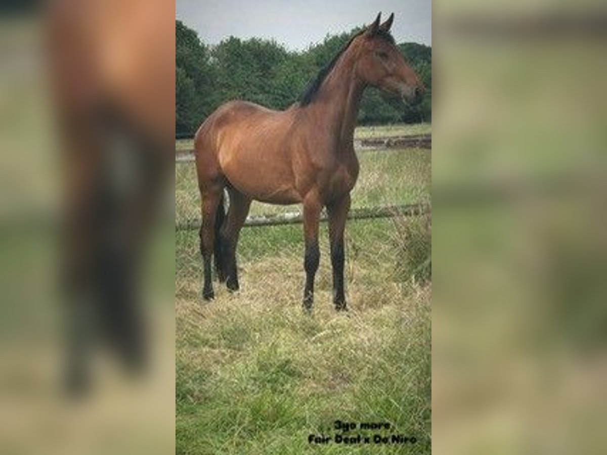 Deutsches Sportpferd Stute 3 Jahre 165 cm Brauner in L&#xFC;dinghausen