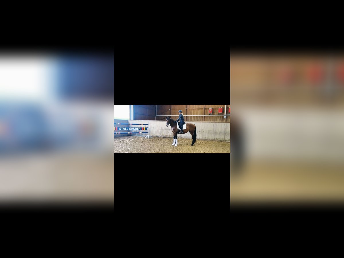 Deutsches Sportpferd Stute 3 Jahre 165 cm Brauner in Wilhermsdorf