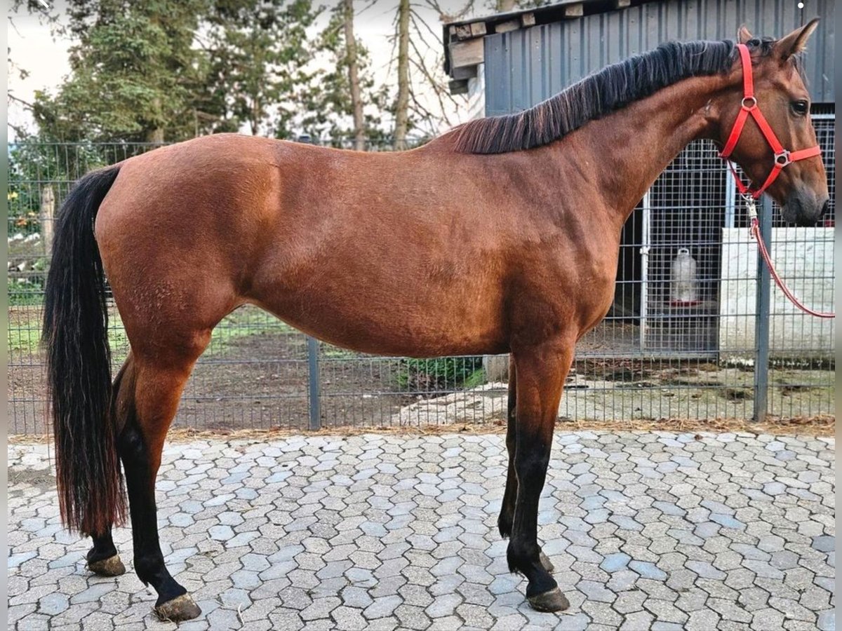 Deutsches Sportpferd Stute 3 Jahre 165 cm Brauner in HUNGENROTH