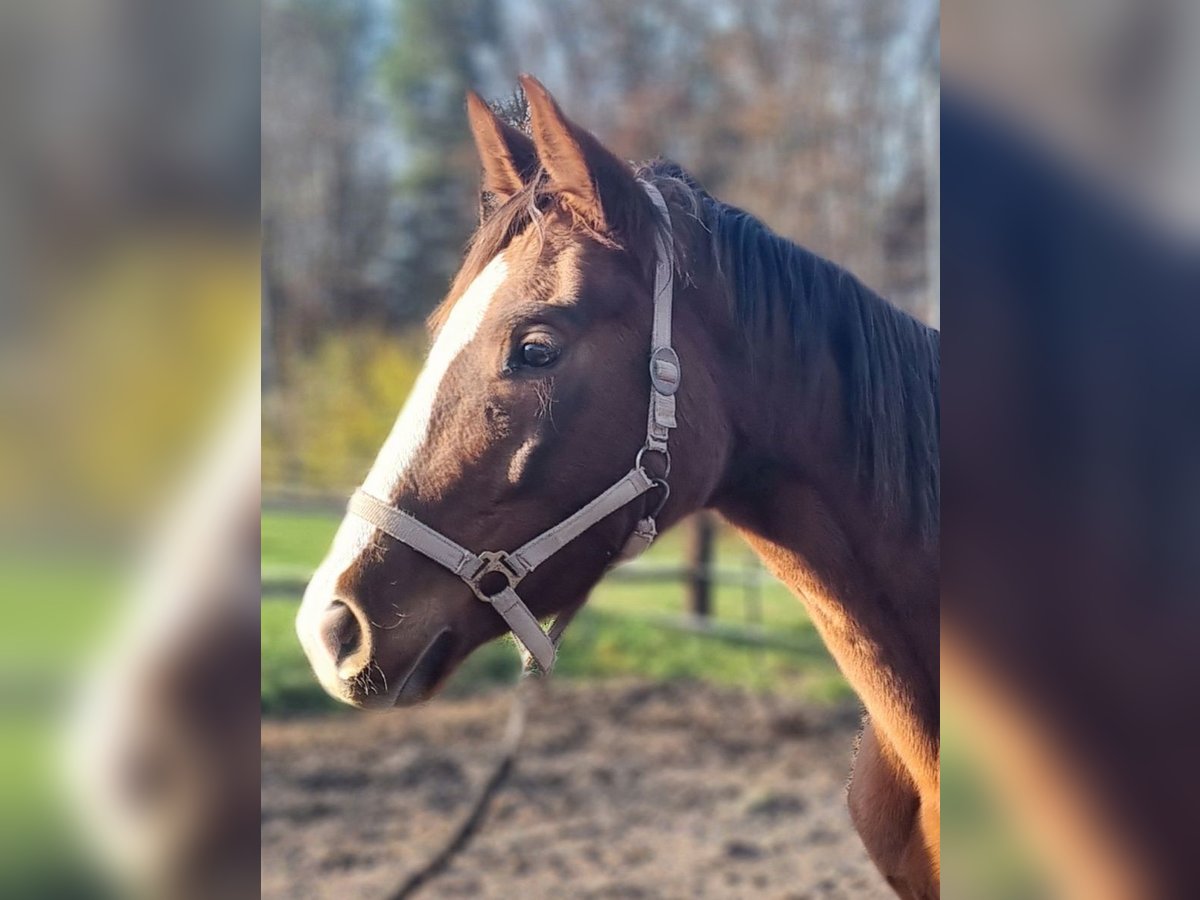 Deutsches Sportpferd Stute 3 Jahre 165 cm Fuchs in Brunn