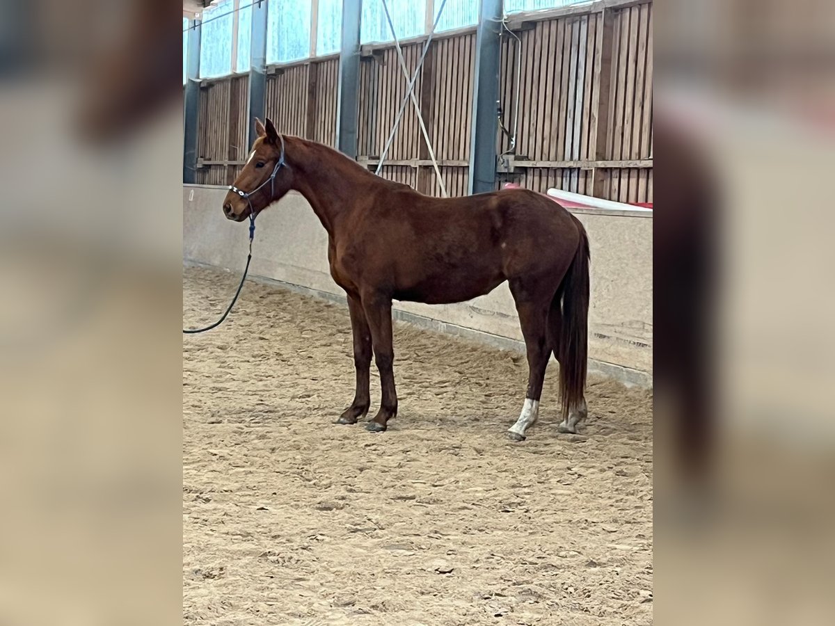 Deutsches Sportpferd Stute 3 Jahre 166 cm Fuchs in Freudenburg