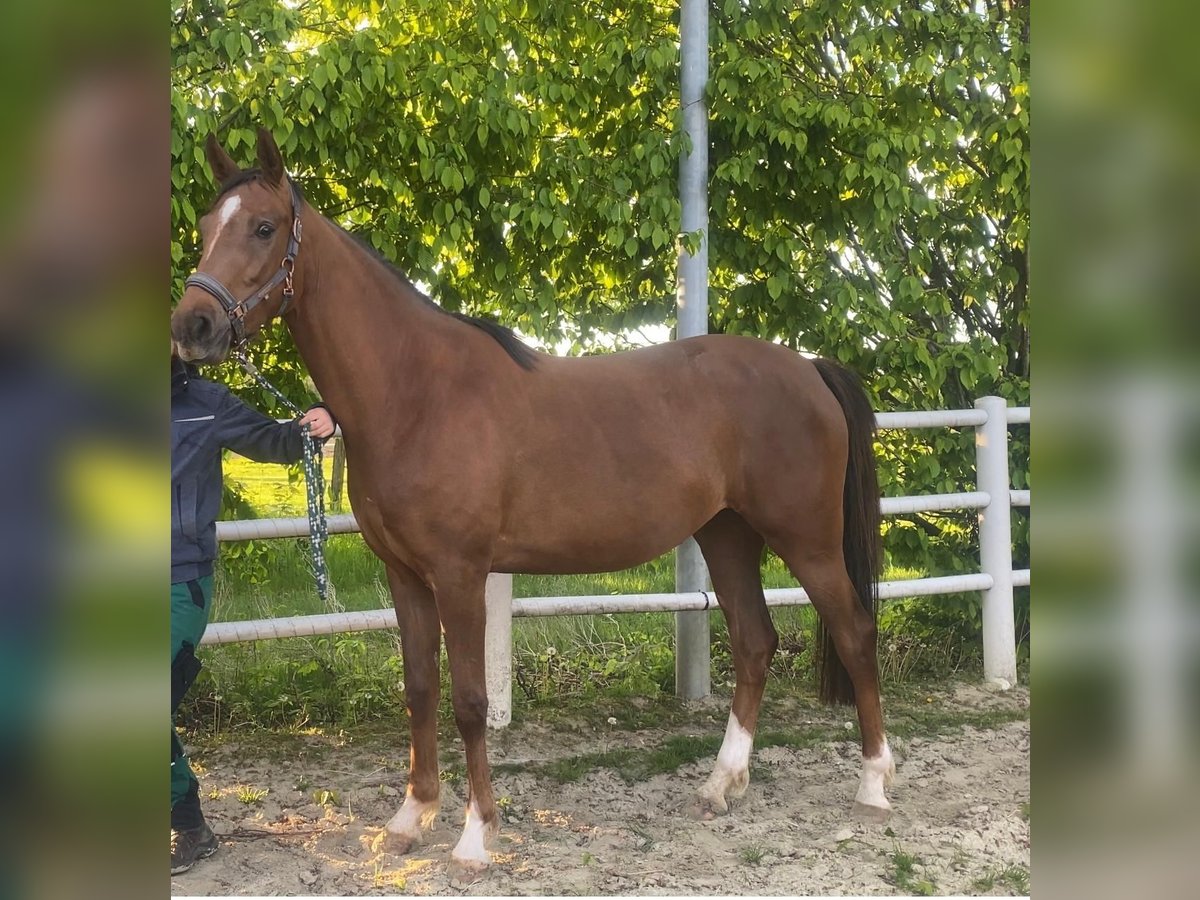 Deutsches Sportpferd Stute 3 Jahre 167 cm Dunkelfuchs in Oelde
