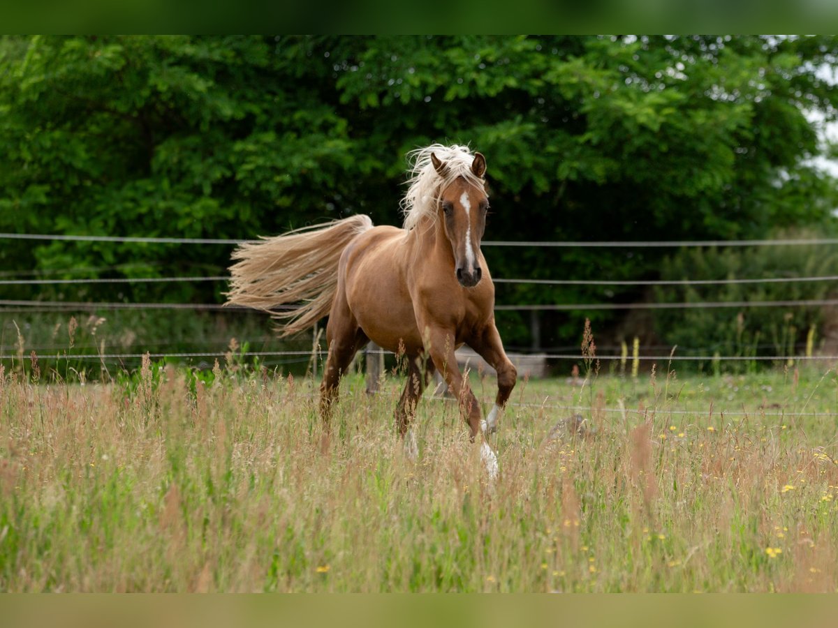 Deutsches Sportpferd Stute 3 Jahre 167 cm Palomino in Pritzwalk