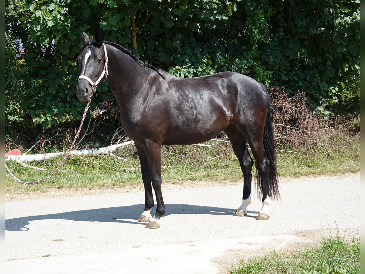 Deutsches Sportpferd Stute 3 Jahre 167 cm Rappe in Langenau