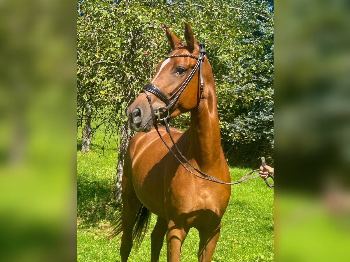 Deutsches Sportpferd Stute 3 Jahre 168 cm Dunkelfuchs in Weilheim