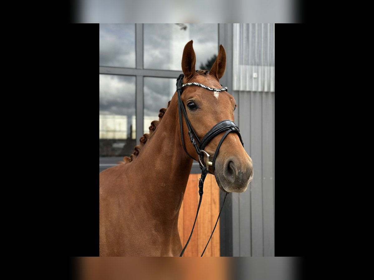 Deutsches Sportpferd Stute 3 Jahre 168 cm Fuchs in Tamm