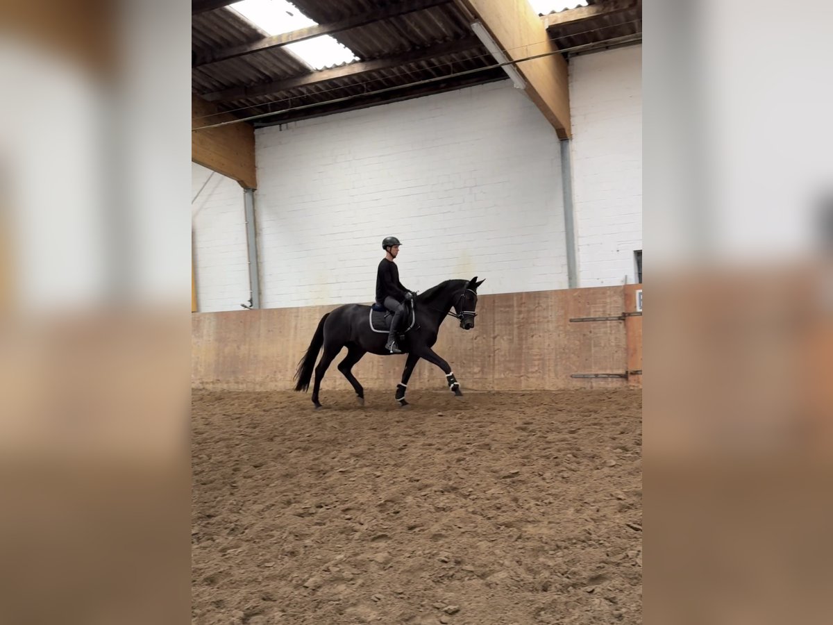 Deutsches Sportpferd Stute 3 Jahre 168 cm Rappe in Ahrensburg
