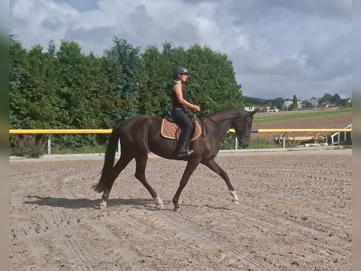 Deutsches Sportpferd, Stute in Lengenfeld