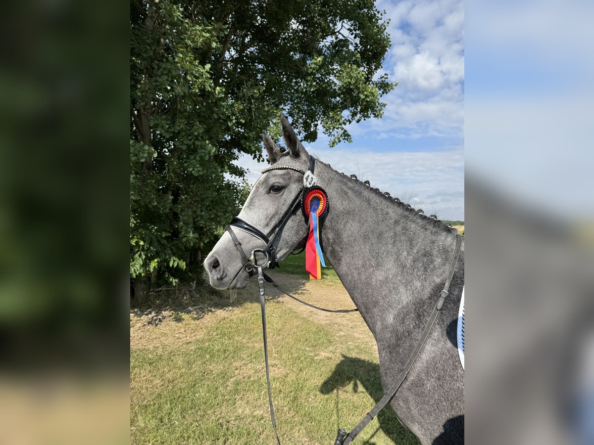 Deutsches Sportpferd Stute 3 Jahre 168 cm Schimmel in Stauda
