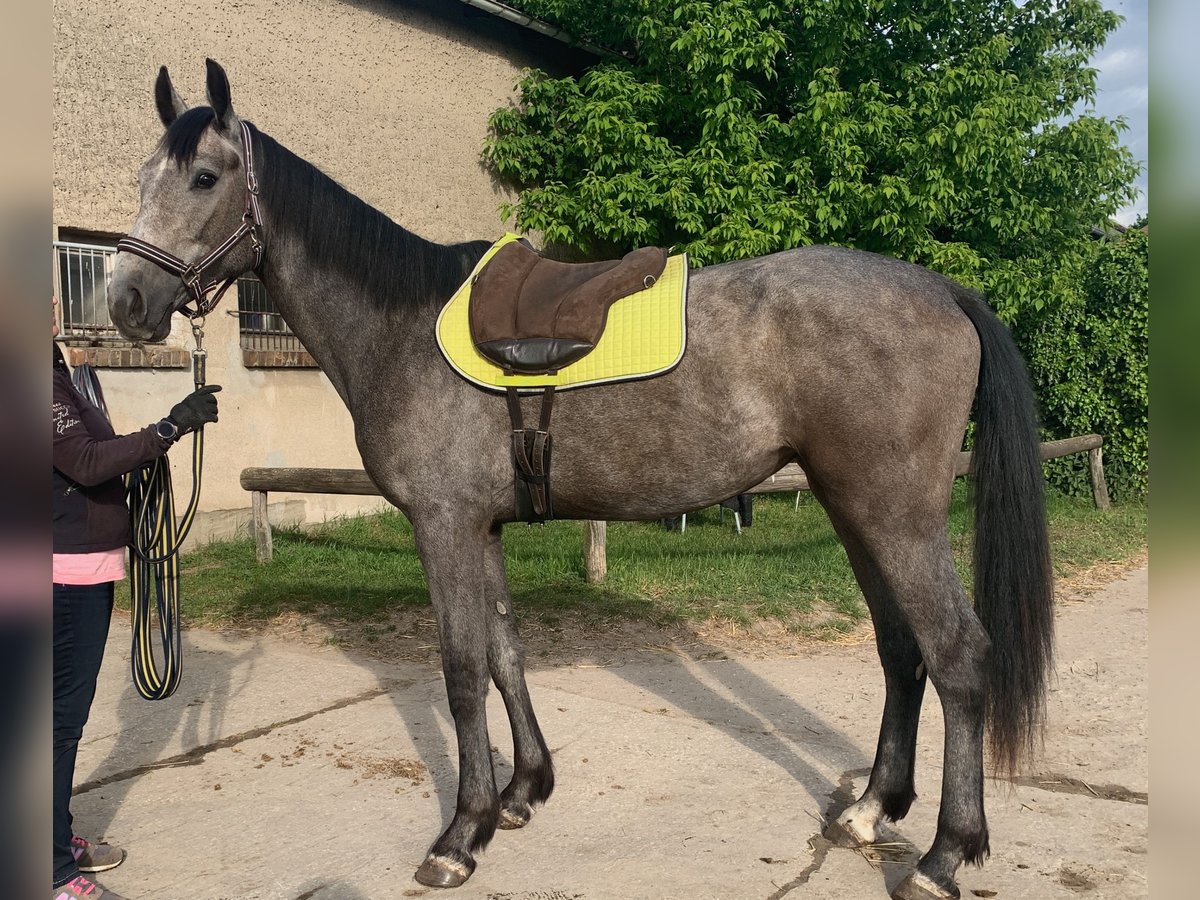 Deutsches Sportpferd Stute 3 Jahre 169 cm Schimmel in Neuenhagen