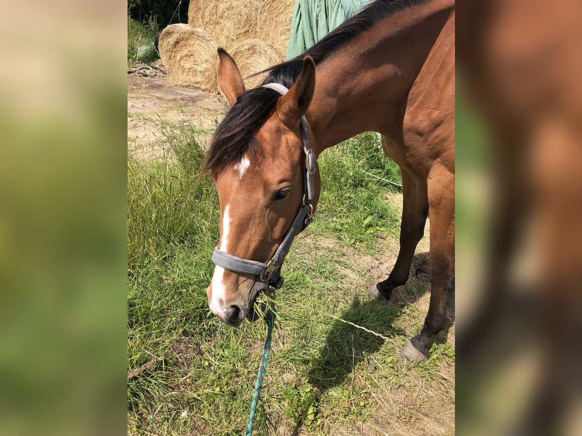 Deutsches Sportpferd Stute 3 Jahre 170 cm Brauner in Dunsum