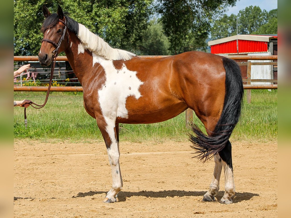 Deutsches Sportpferd Stute 3 Jahre 170 cm Schecke in Groß Roge