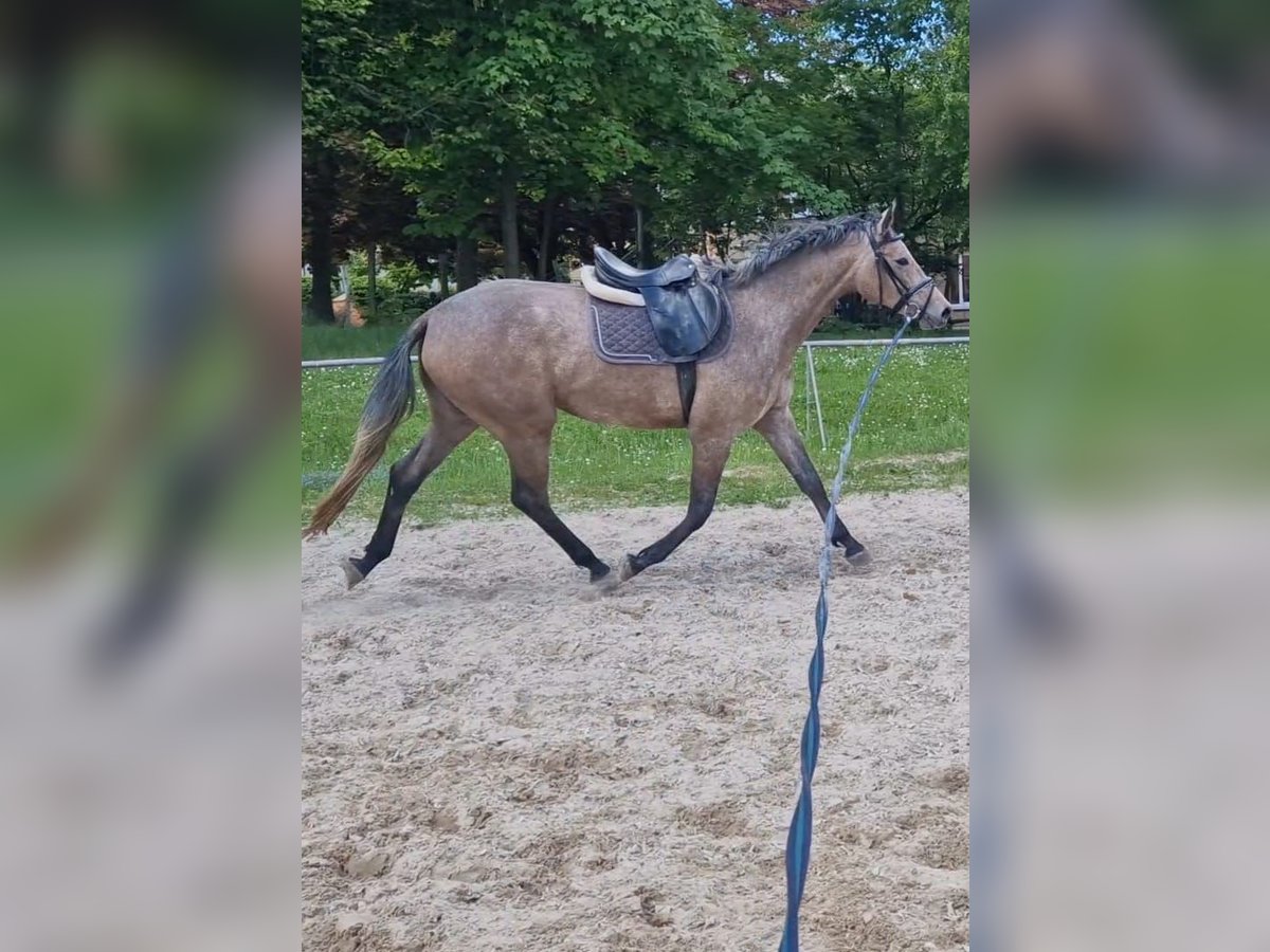 Deutsches Sportpferd Stute 3 Jahre 170 cm Schimmel in G&#xF6;rlitz