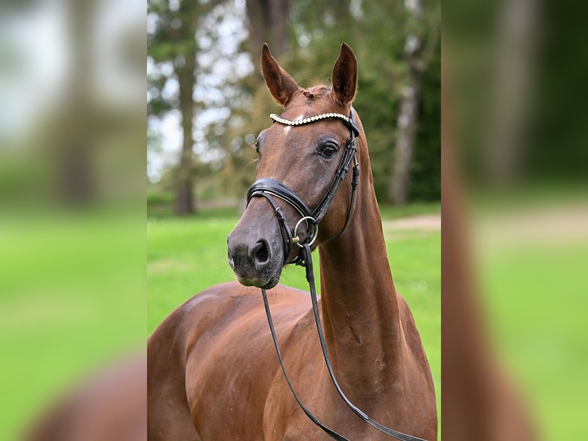 Deutsches Sportpferd Stute 3 Jahre 172 cm Dunkelfuchs in Gomadingen