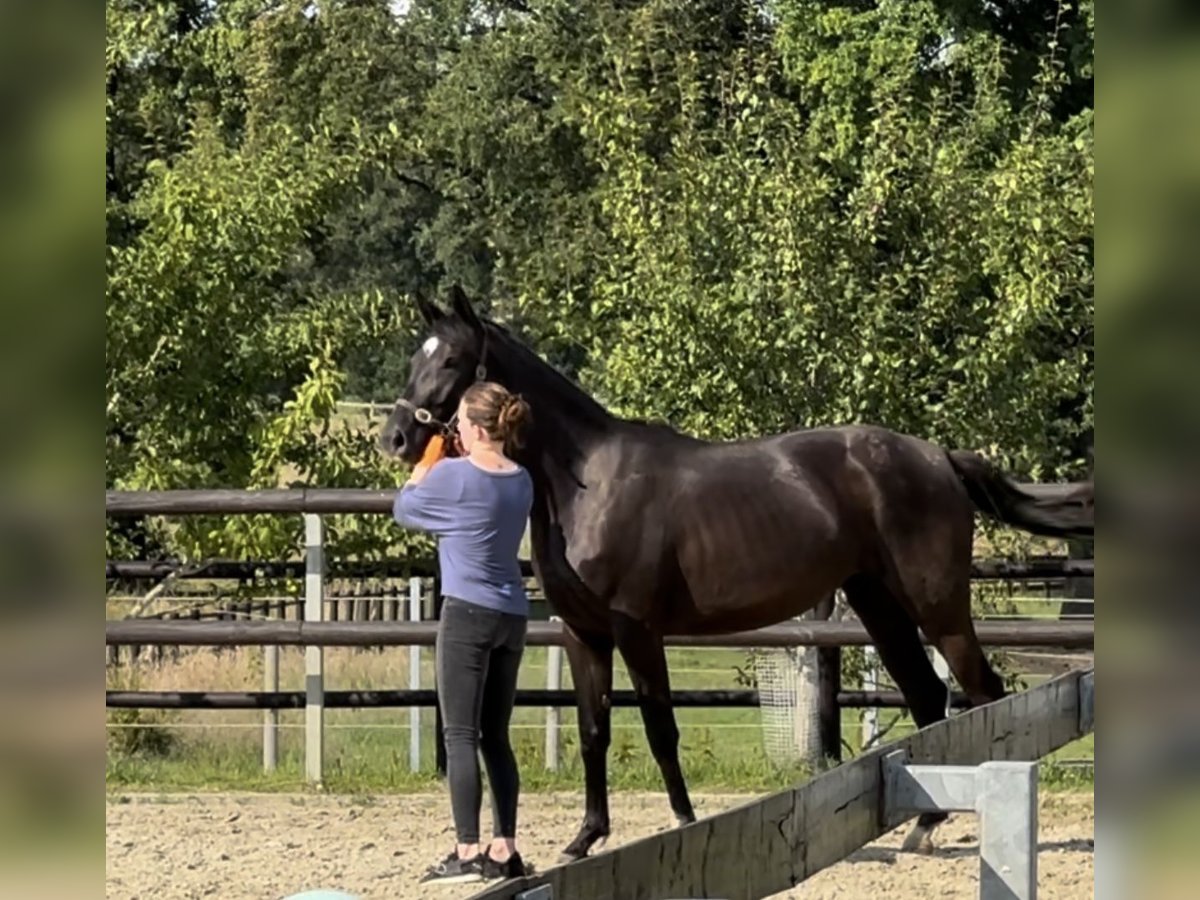 Deutsches Sportpferd Stute 3 Jahre Rappe in Dorsten