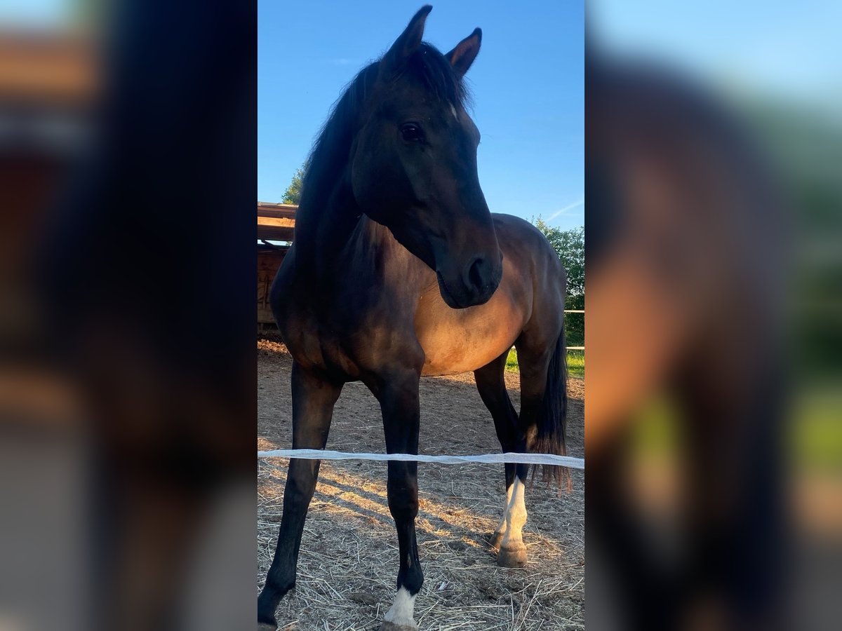 Deutsches Sportpferd Stute 4 Jahre 160 cm Dunkelbrauner in Zeulenroda - Triebes