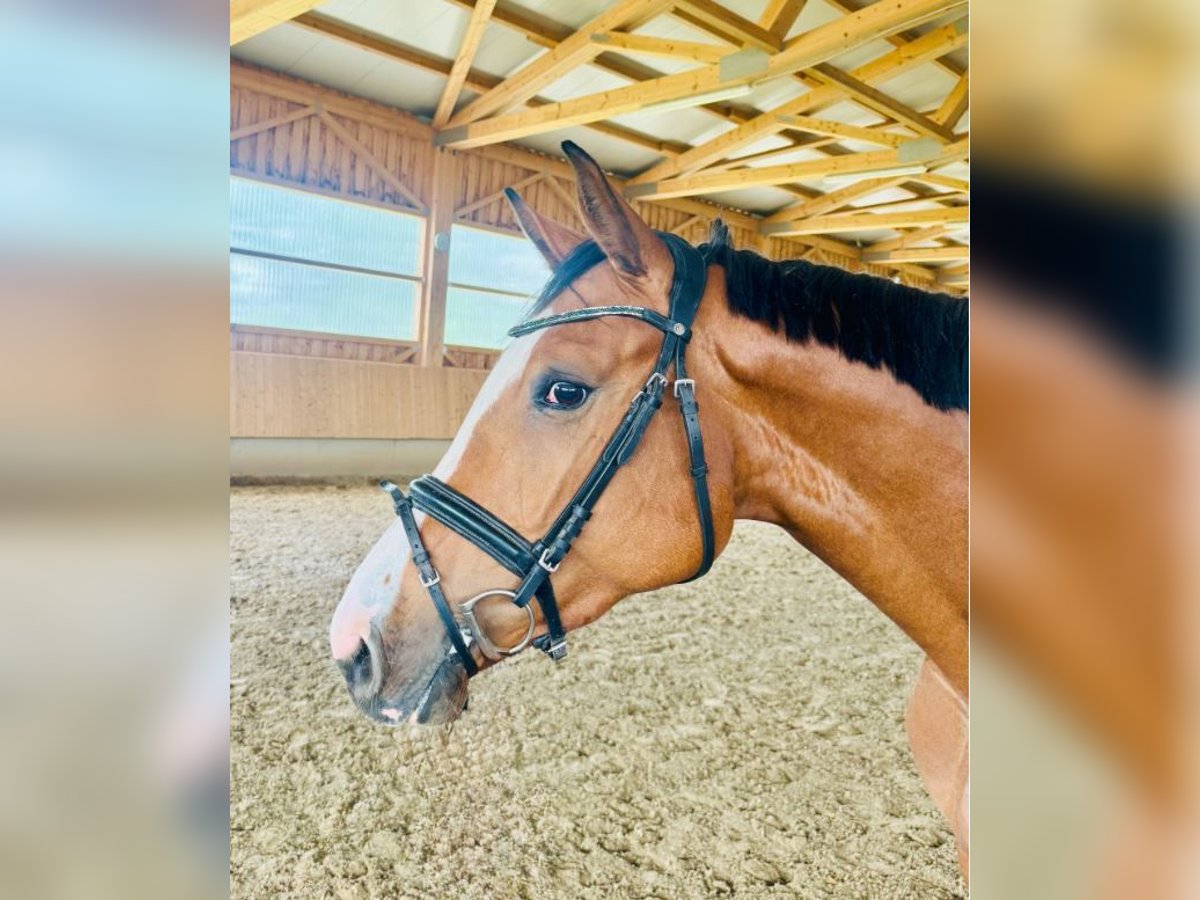 Deutsches Sportpferd Stute 4 Jahre 160 cm Hellbrauner in Wilhelmsdorf