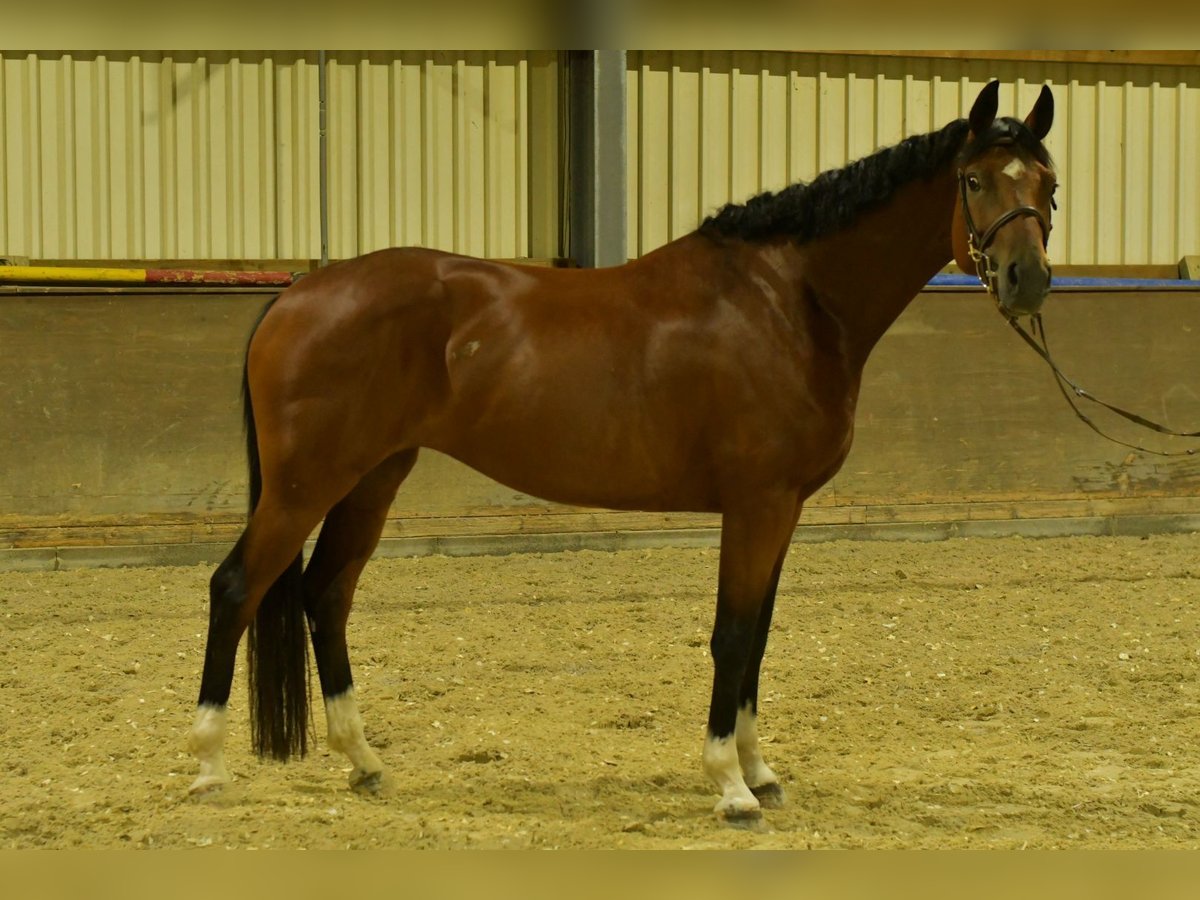 Deutsches Sportpferd Stute 4 Jahre 162 cm Brauner in Geilenkirchen