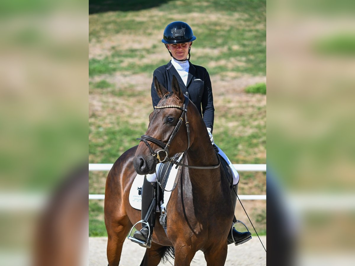 Deutsches Sportpferd, Stute in Gomadingen